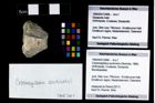 Foto (Objekt + Etikett) von Cracensigillatus acutirostris (Moericke, 1889)  (NHMW-GEO-1990-0041-2968)